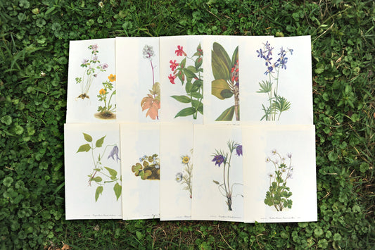 10 true vintage botanical prints - mystery bundle