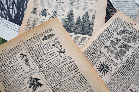 1/8 lb mix of true vintage floral & botanical pages for decoupage, fussy cut, creative applications