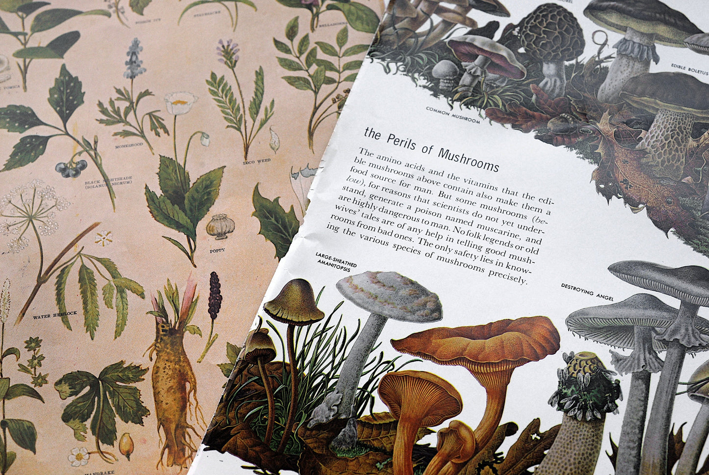 1/8 lb mix of true vintage floral & botanical pages for decoupage, fussy cut, creative applications