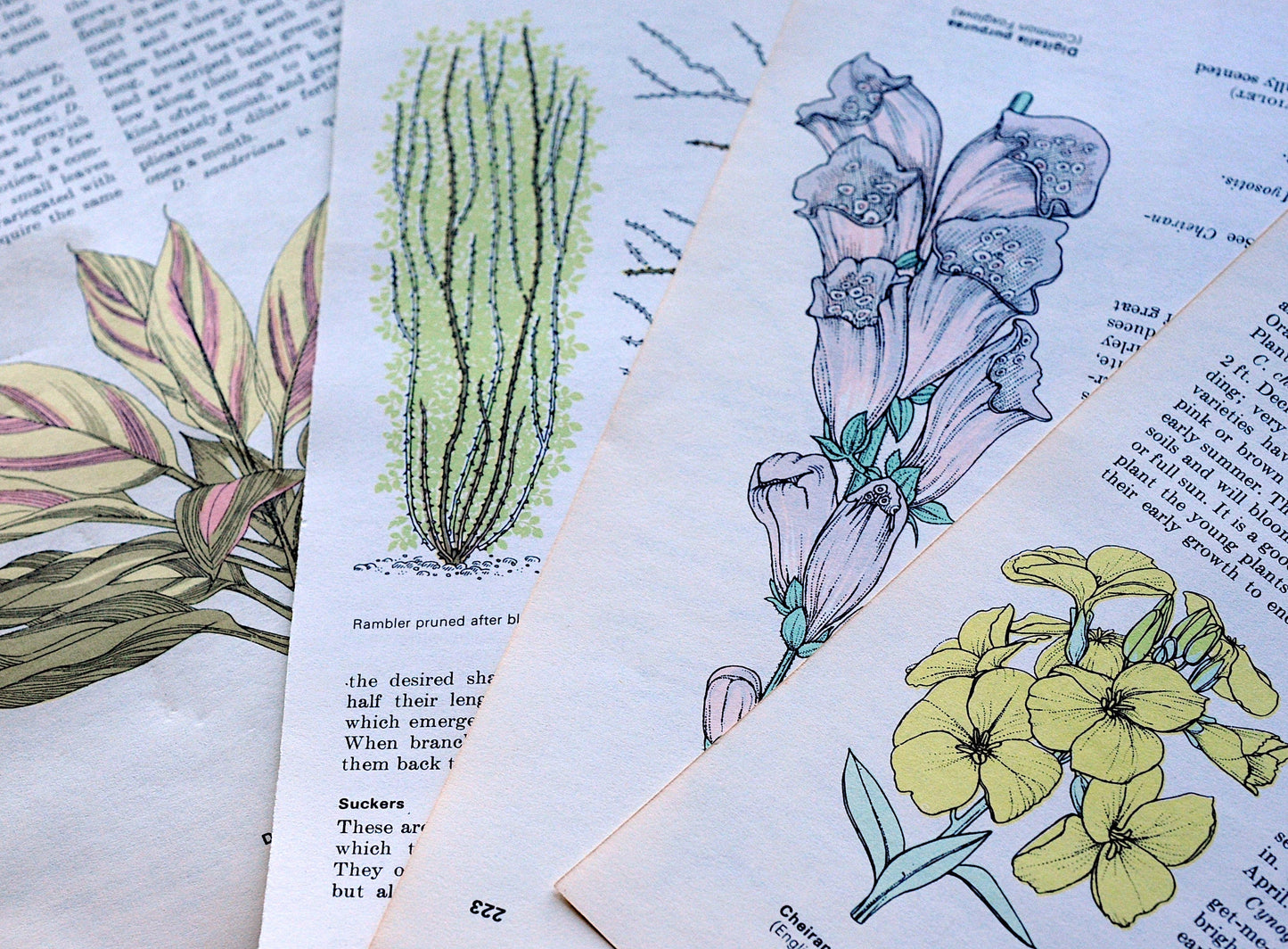 1/8 lb mix of true vintage floral & botanical pages for decoupage, fussy cut, creative applications