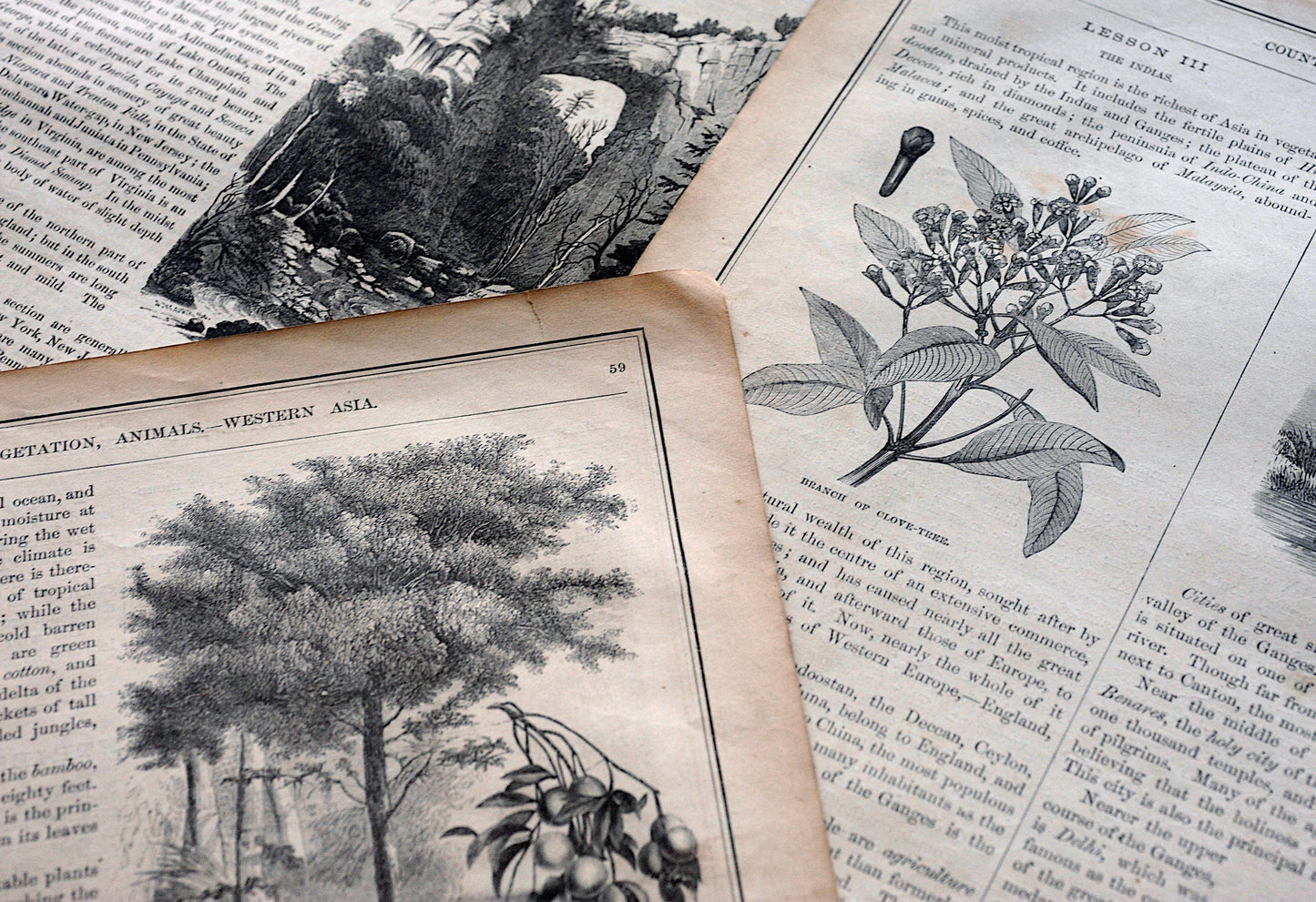 1/8 lb mix of true vintage floral & botanical pages for decoupage, fussy cut, creative applications