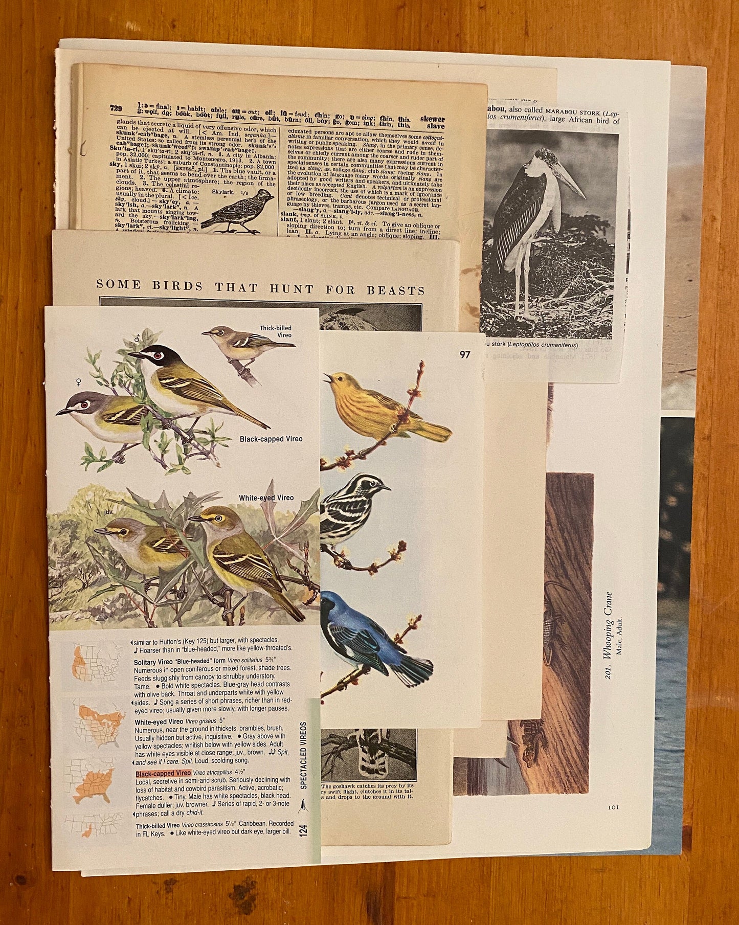 Papers for repurposing: 1/8 lb mix of vintage bird pages and prints