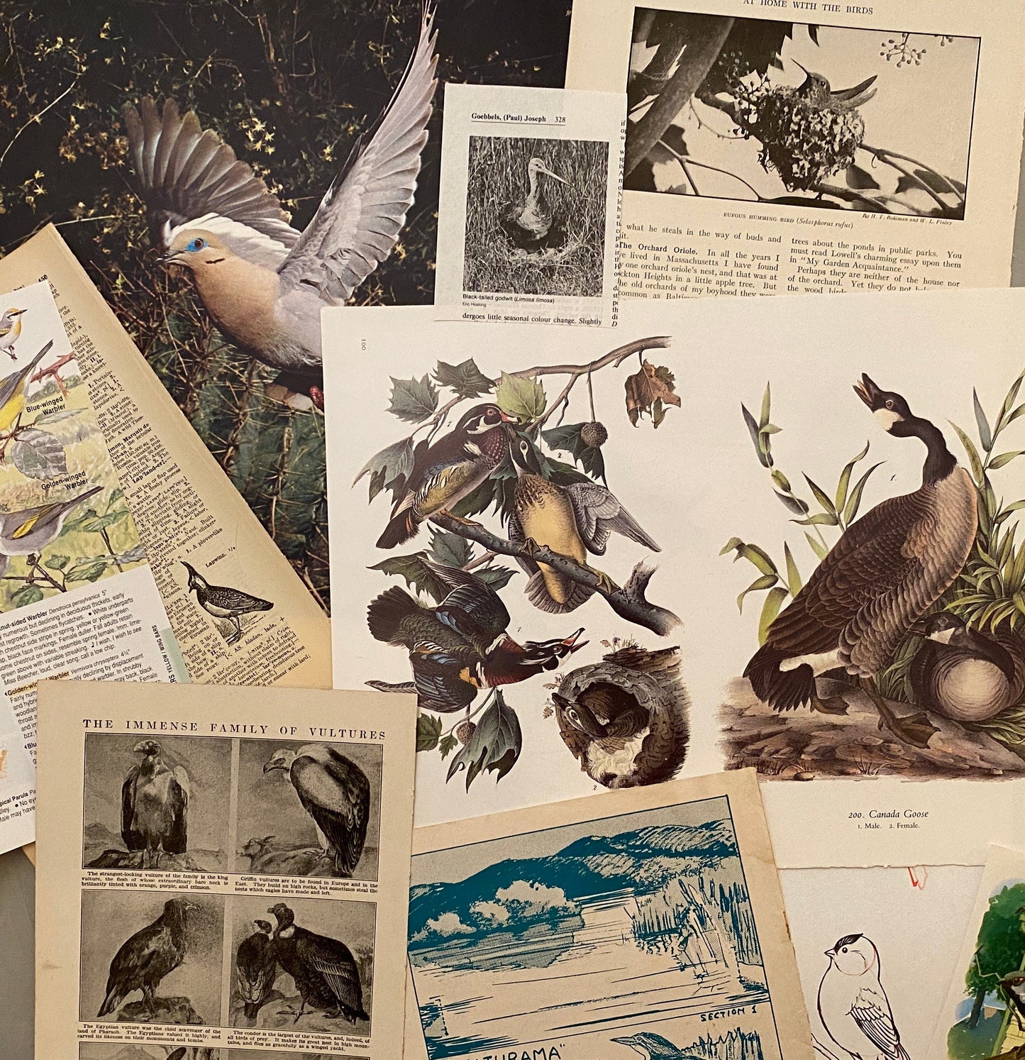 Papers for repurposing: Vintage bird pages and prints
