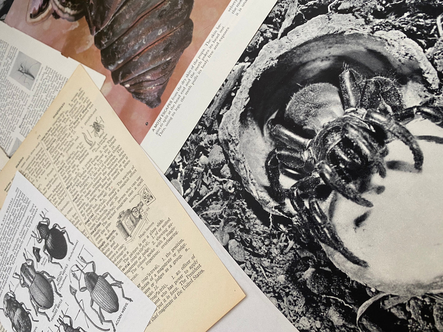 Papers for repurposing: 1/8 lb vtg salvage pages: CREEPY CRAWLIES (mostly insects)