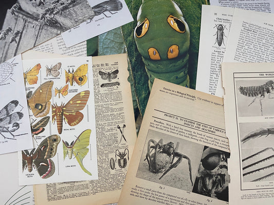 Papers for repurposing: 1/8 lb true vintage salvage page mix of CREEPY CRAWLIES (mostly insects)