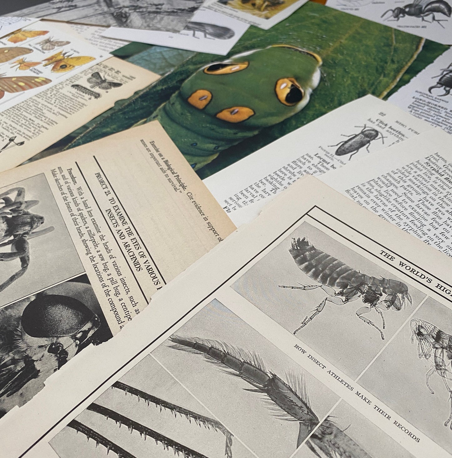 Papers for repurposing: 1/8 lb true vintage salvage page mix of CREEPY CRAWLIES (mostly insects)