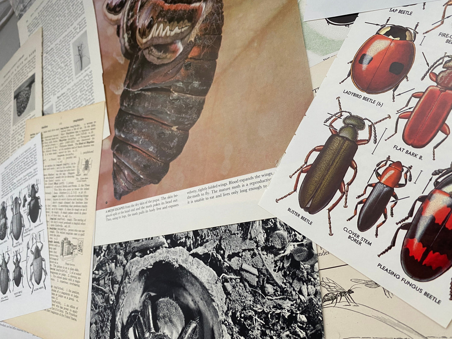 Papers for repurposing: 1/8 lb vtg salvage pages: CREEPY CRAWLIES (mostly insects)