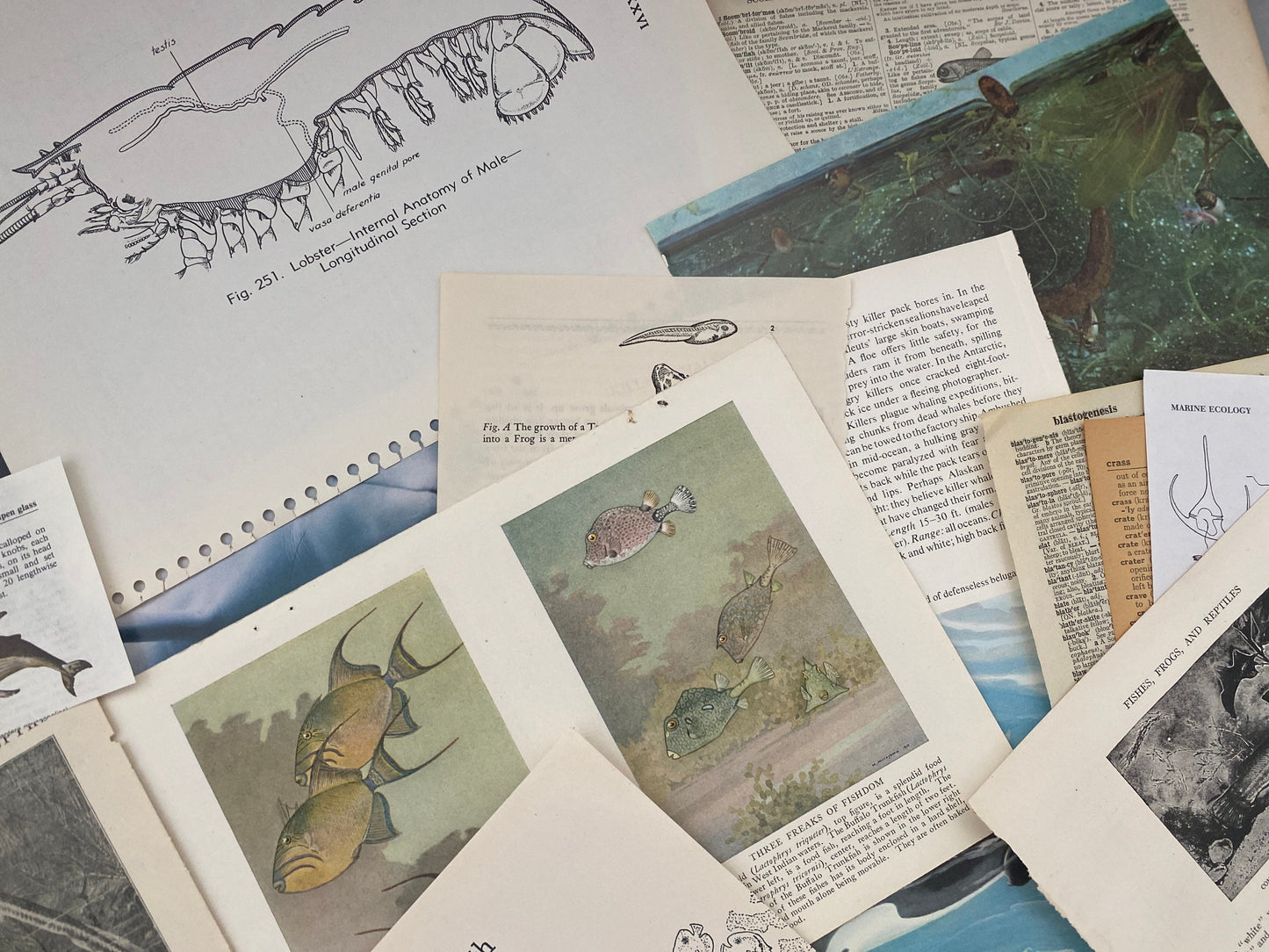 UNDER THE SEA: 1/8 lb mix of vintage fish & related book pages and papers for art, collage, junk journal, scrapbook, craft