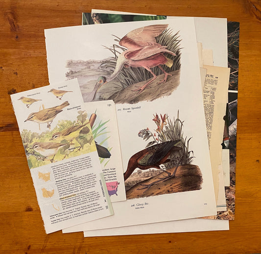 Papers for repurposing: 1/8 lb mix of vintage bird pages and prints