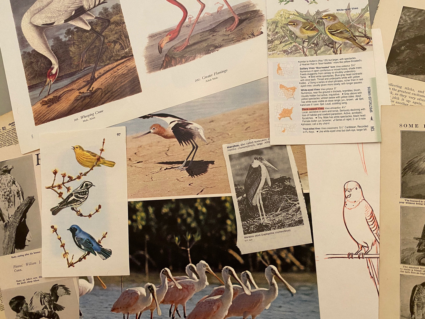 Papers for repurposing: Vintage bird pages and prints