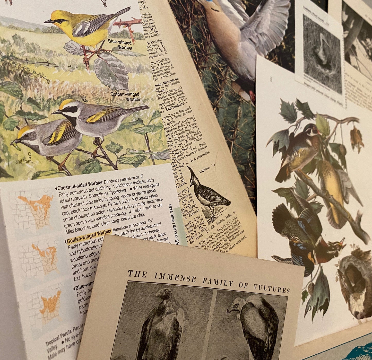 Papers for repurposing: 1/8 lb mix of vintage bird pages and prints