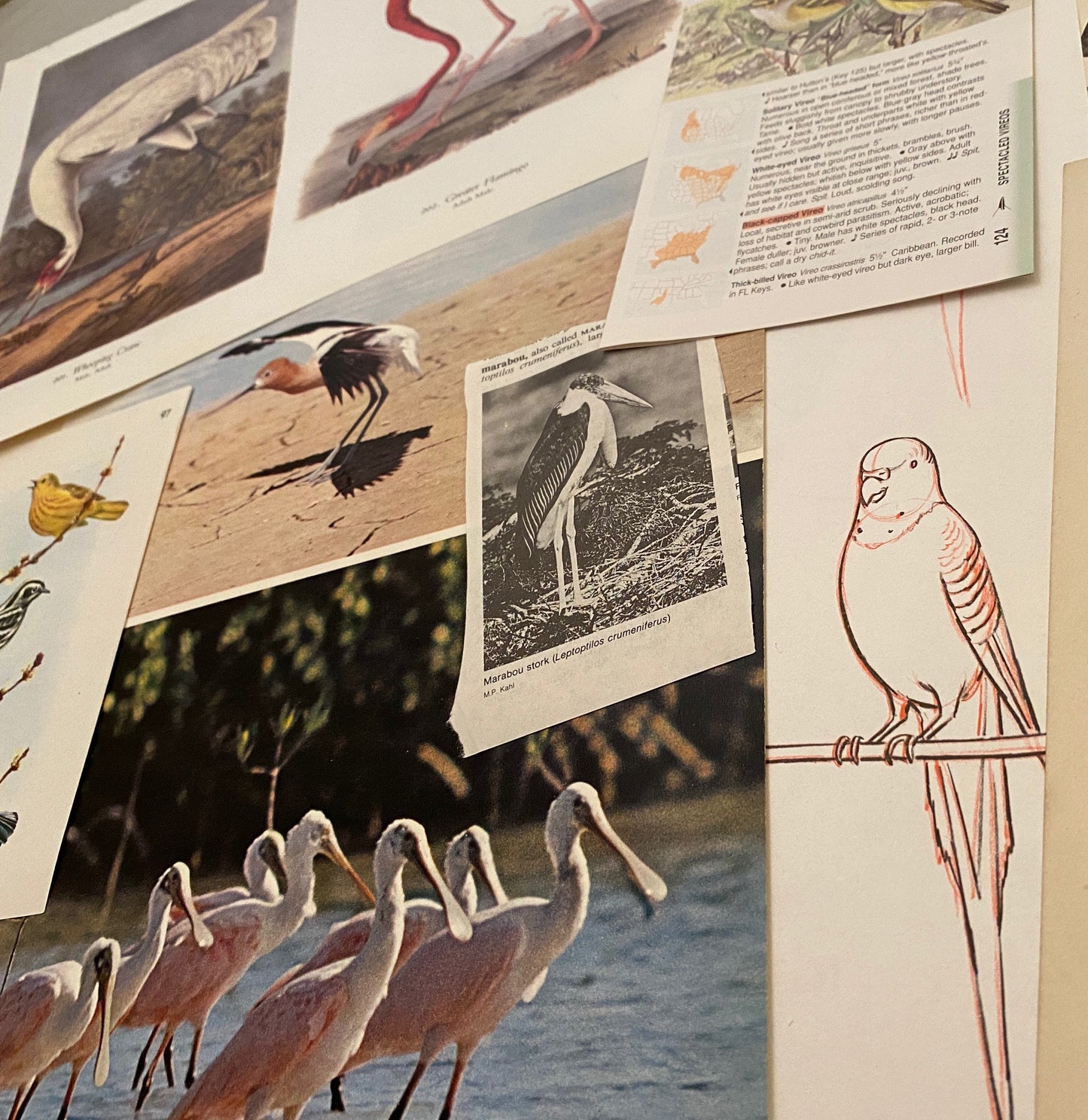 Papers for repurposing: Vintage bird pages and prints
