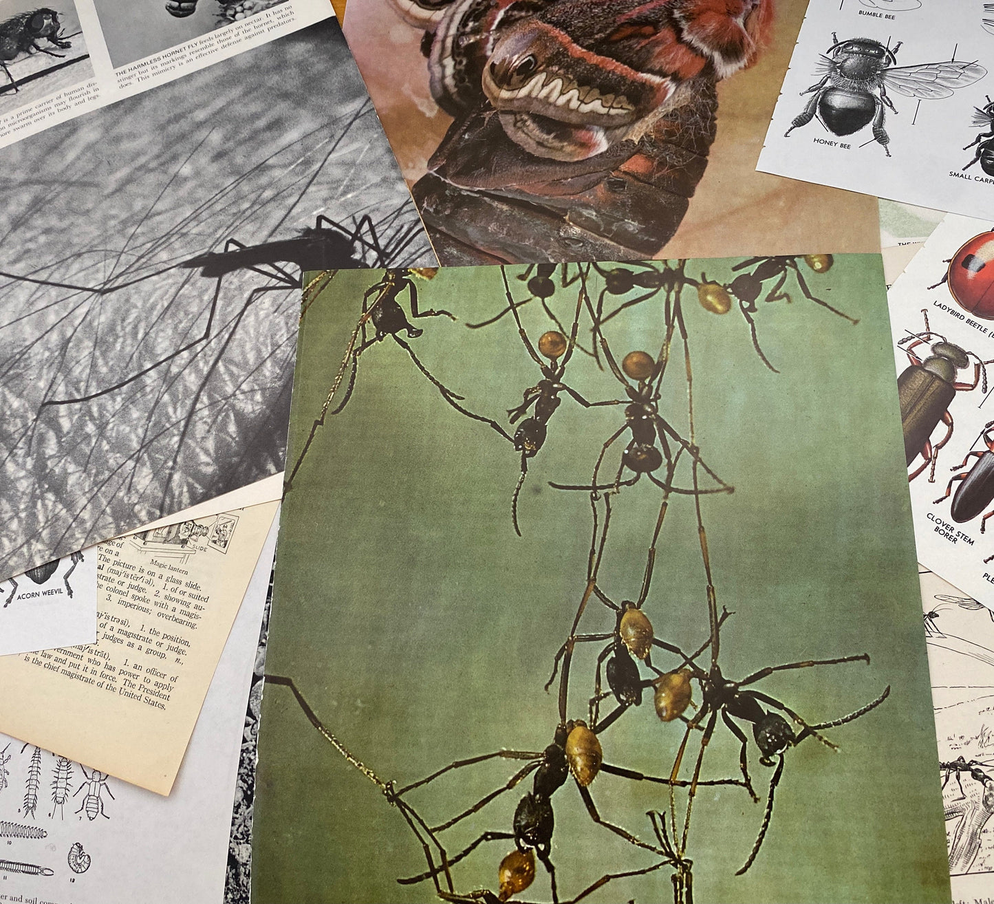 Papers for repurposing: 1/8 lb vtg salvage pages: CREEPY CRAWLIES (mostly insects)