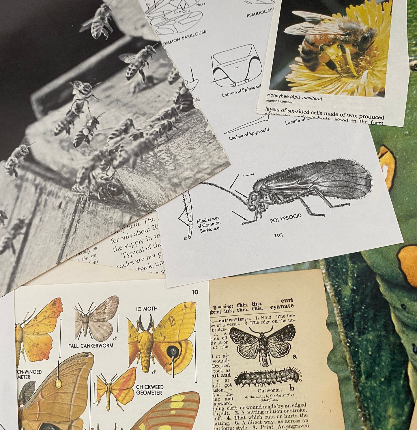 Papers for repurposing: 1/8 lb vtg salvage pages: CREEPY CRAWLIES (mostly insects)