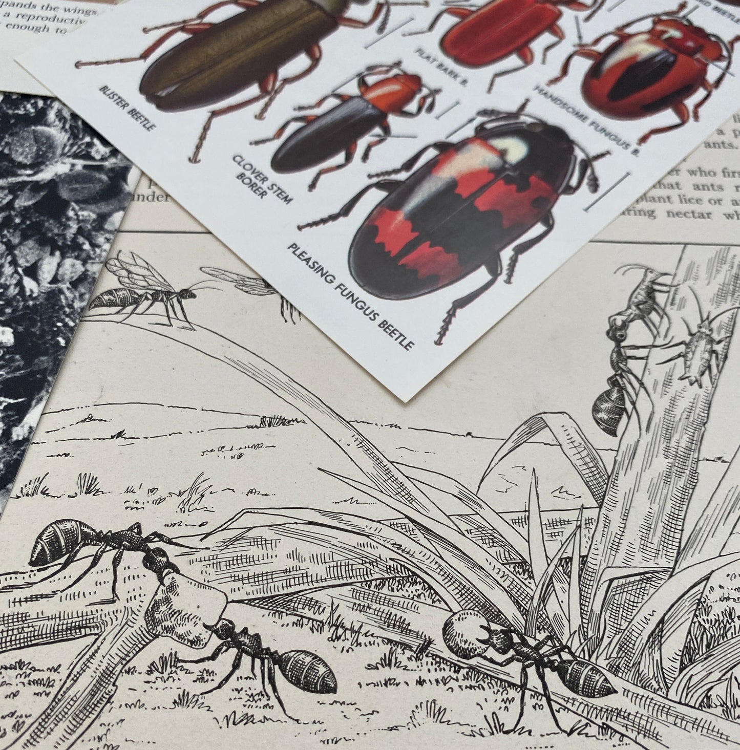 Papers for repurposing: 1/8 lb vtg salvage pages: CREEPY CRAWLIES (mostly insects)