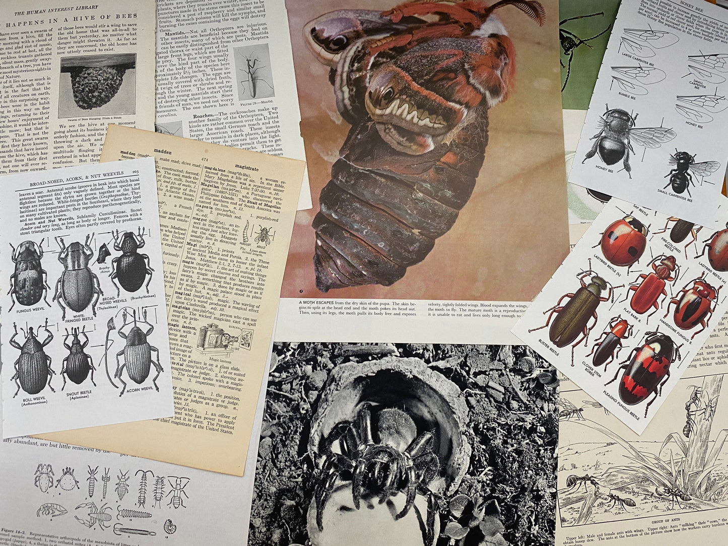 Papers for repurposing: 1/8 lb true vintage salvage page mix of CREEPY CRAWLIES (mostly insects)