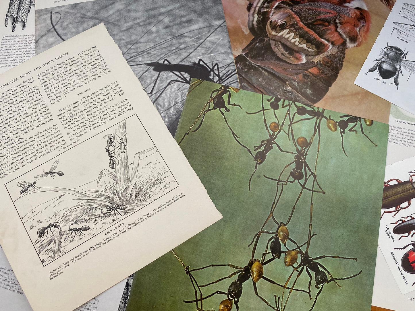Papers for repurposing: 1/8 lb vtg salvage pages: CREEPY CRAWLIES (mostly insects)