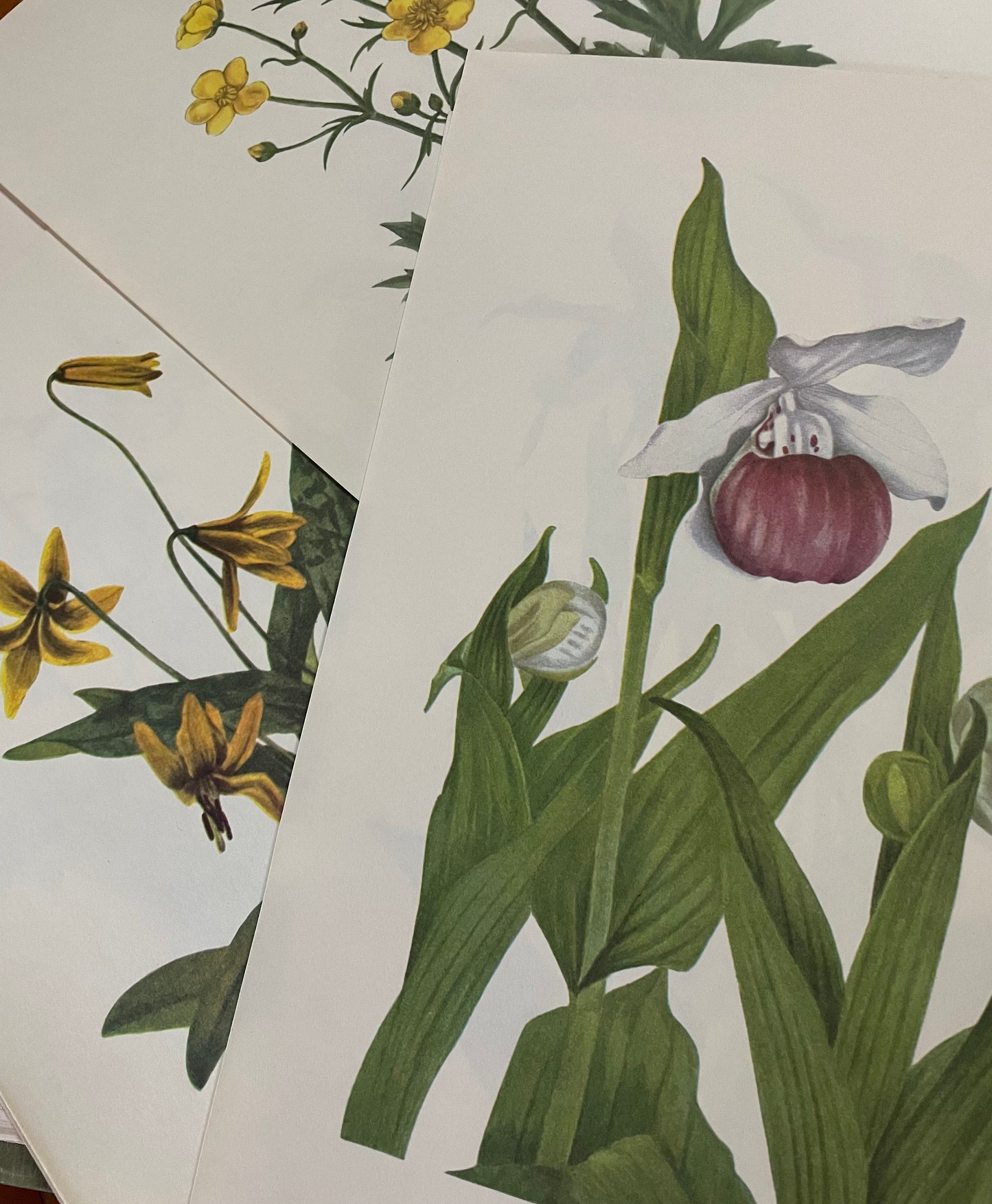 10 true vintage botanical prints