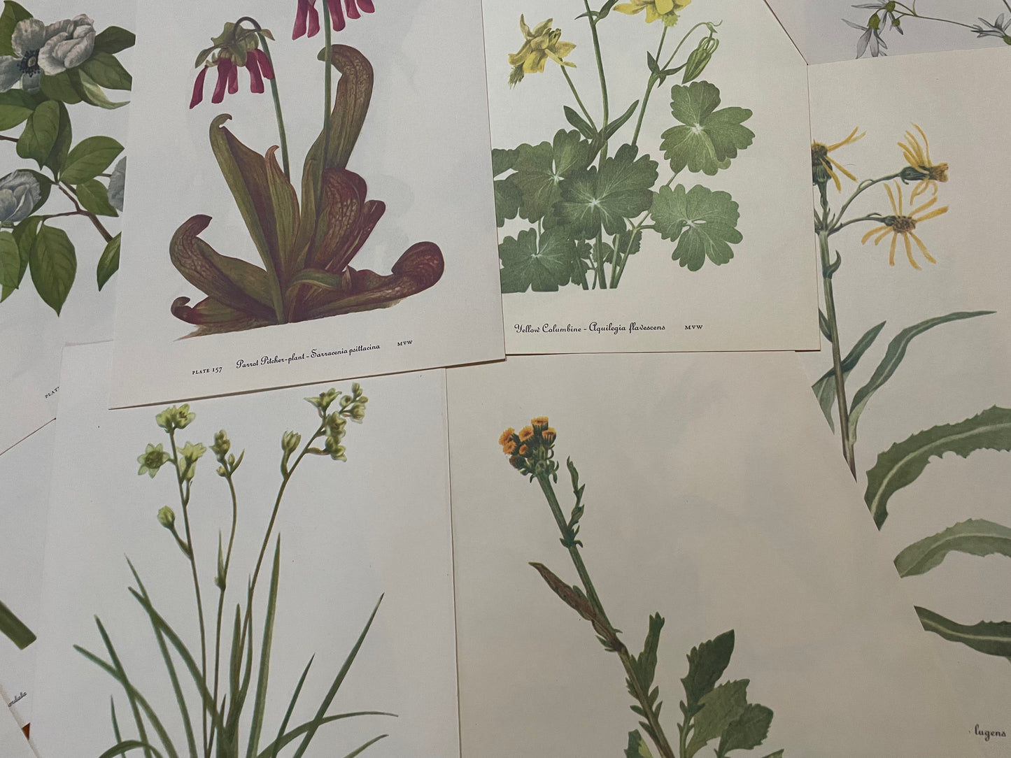 10 true vintage botanical prints