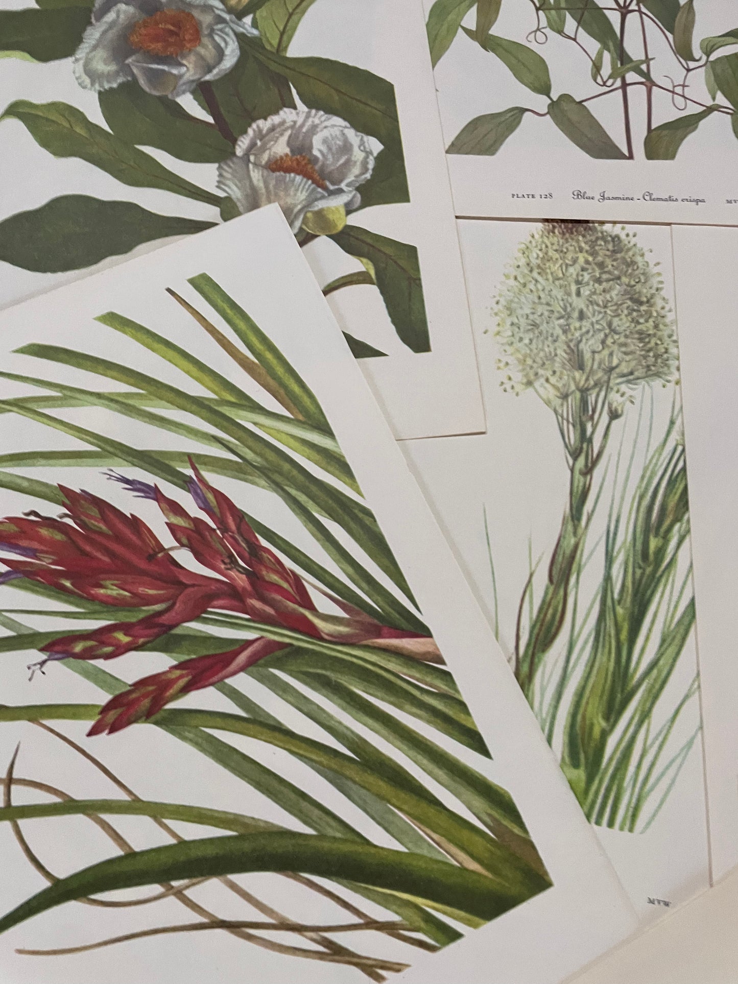 10 true vintage botanical prints