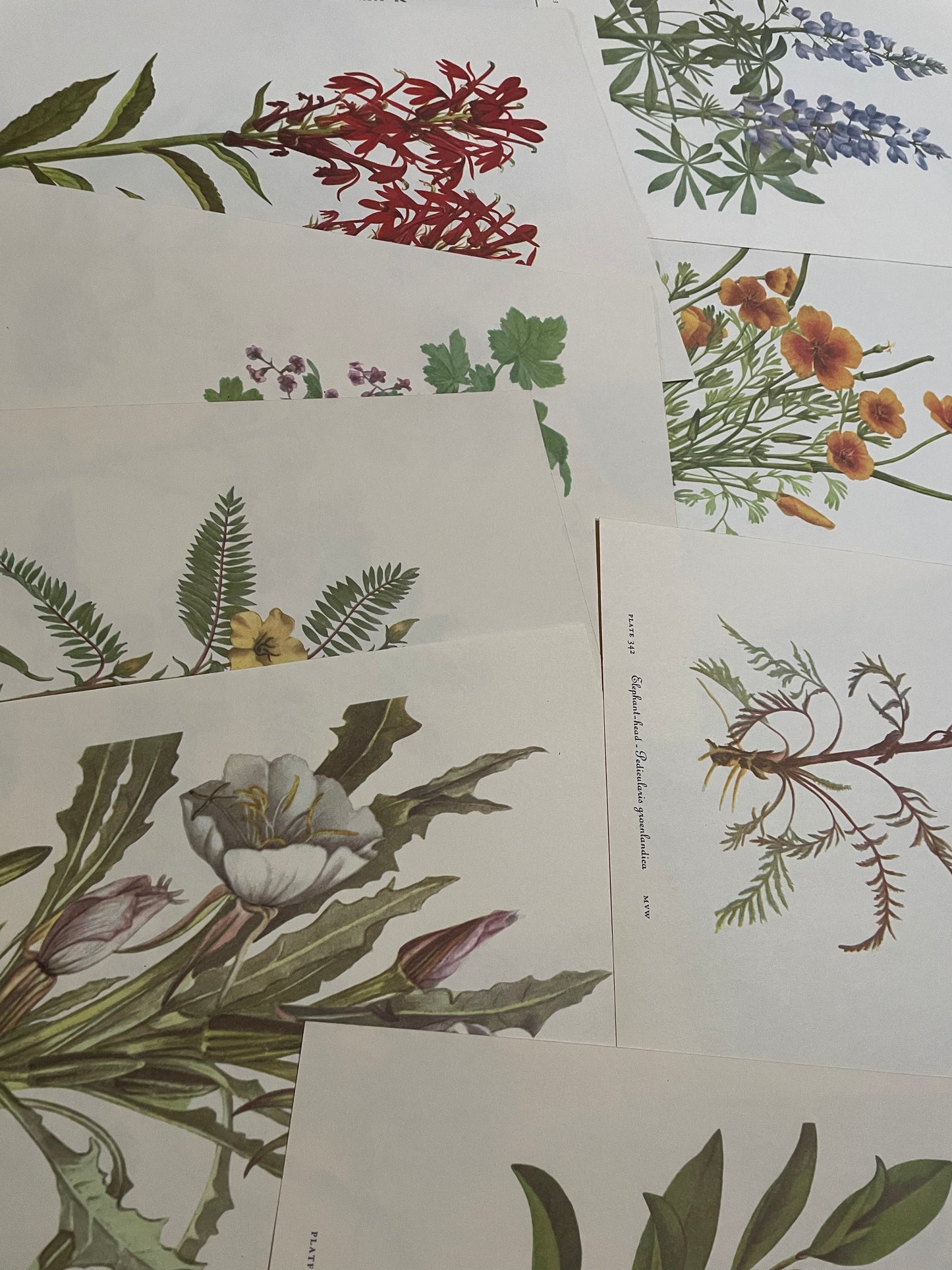 10 true vintage botanical prints