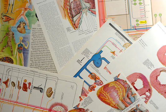 Salvaged pages: Anatomy & Medical Illustrations
