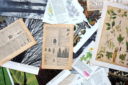 Salvaged Pages: Floral & Botanical Assortment