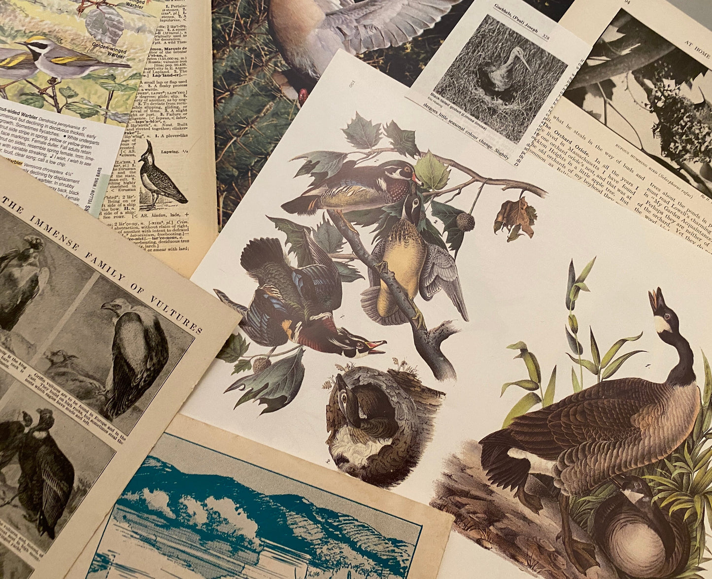 Papers for repurposing: Vintage bird pages and prints