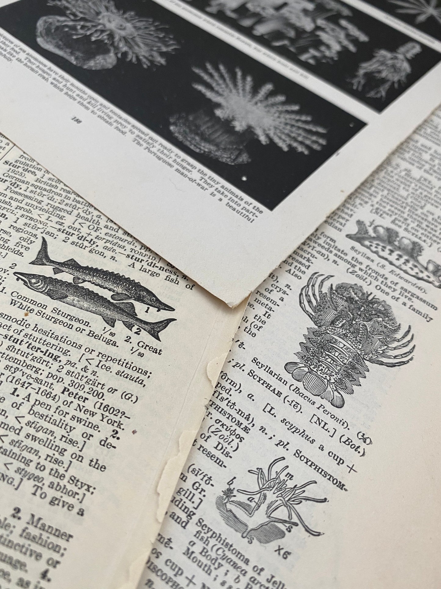 UNDER THE SEA: 1/8 lb mix of vintage fish & related book pages and papers for art, collage, junk journal, scrapbook, craft