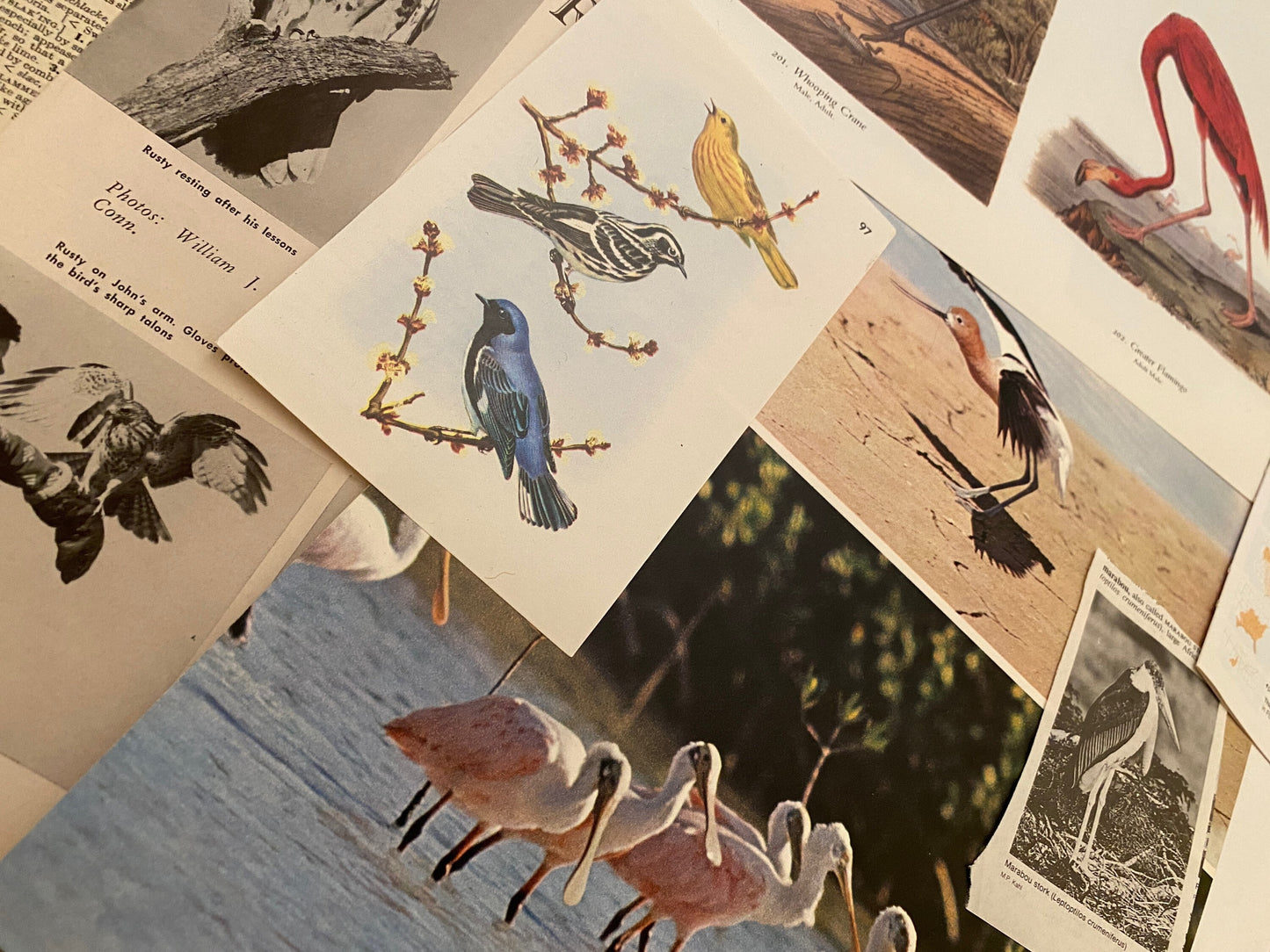 Papers for repurposing: Vintage bird pages and prints