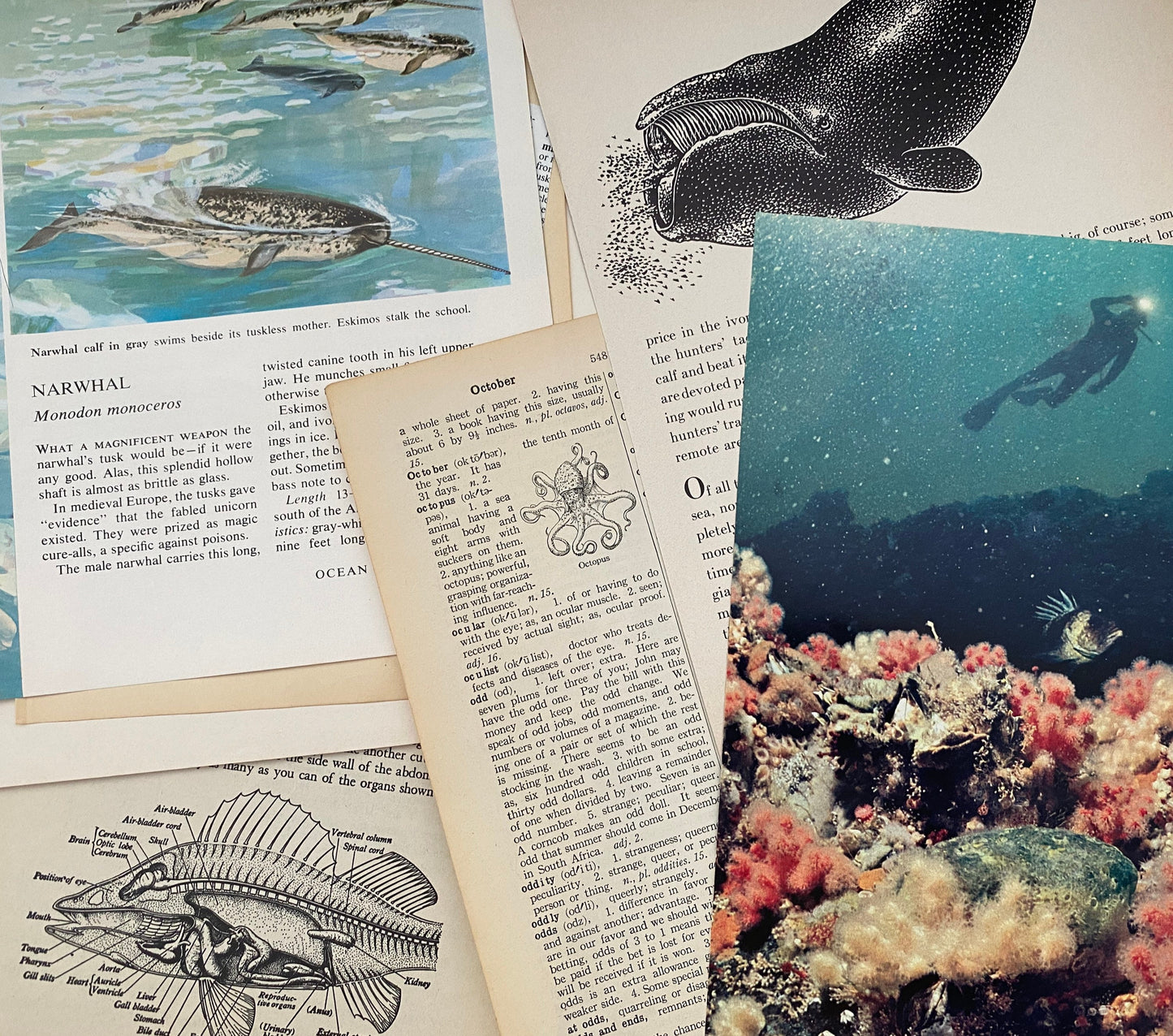 UNDER THE SEA: 1/8 lb of vintage fish & related book pages and papers for art, collage, junk journal, scrapbook, craft